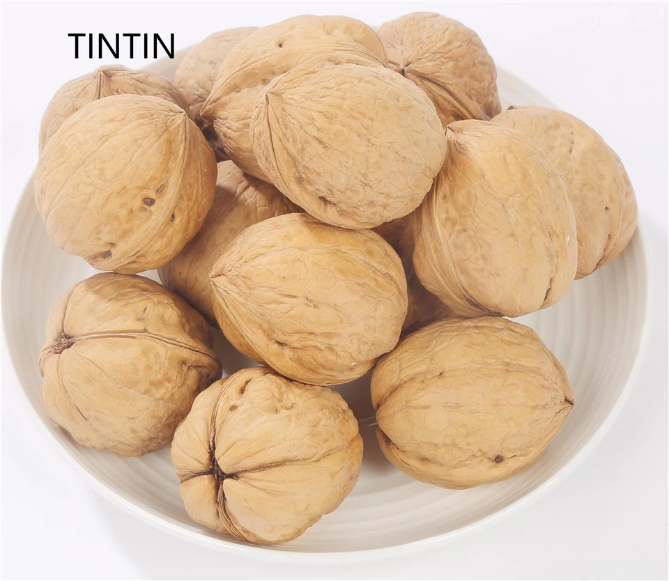 Vruće prodavani visokokvalitetni kineski orah u ljusci